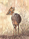 Guy Combes' Dik-Dik